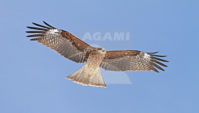 Zwartoorwouw in vlucht, Black-eared Kite in flight stock-image by Agami/Pete Morris,