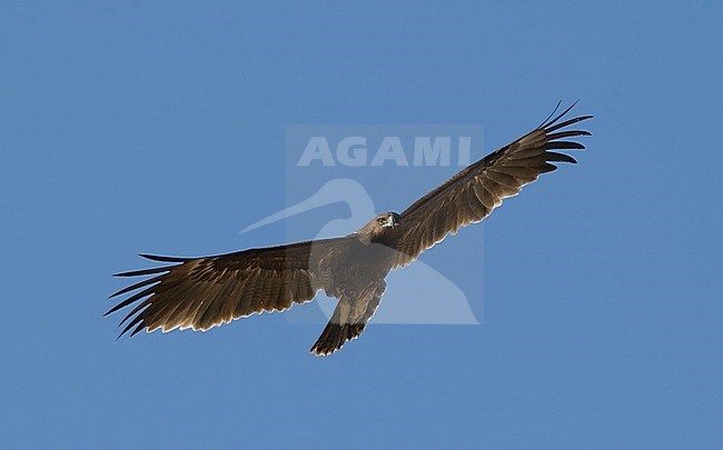 Frontal view of a 2cy Greater Spotted Eagle (Clanga clanga) in flight, photo against blue sky. Oman stock-image by Agami/Markku Rantala,
