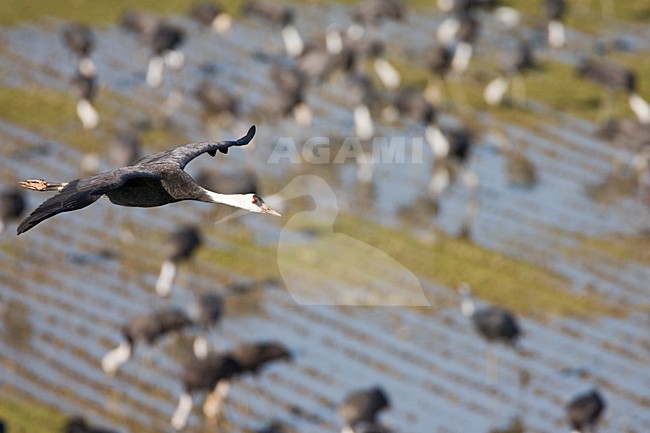 Hooded Crane flying; Monnikskraanvogel vliegend stock-image by Agami/Marc Guyt,