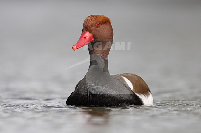 Zwemmend mannetje Krooneend; Swimming male Red-crested Pochard stock-image by Agami/Chris van Rijswijk,
