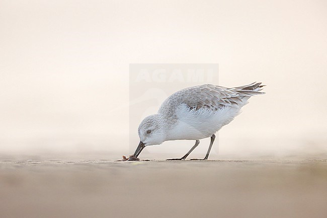 Sanderling feeding in winter at the Mediterranean Sea coast of Ebro delta in Spain. Photographed with backlight. stock-image by Agami/Rafael Armada,