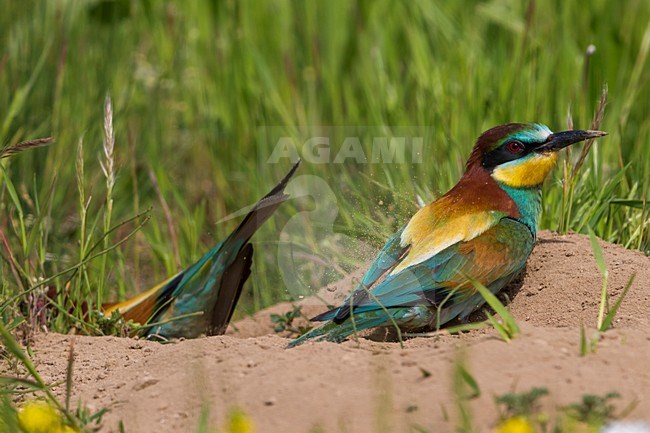 Bijeneters bij nesthol, European Bee-eaters near nest stock-image by Agami/Daniele Occhiato,