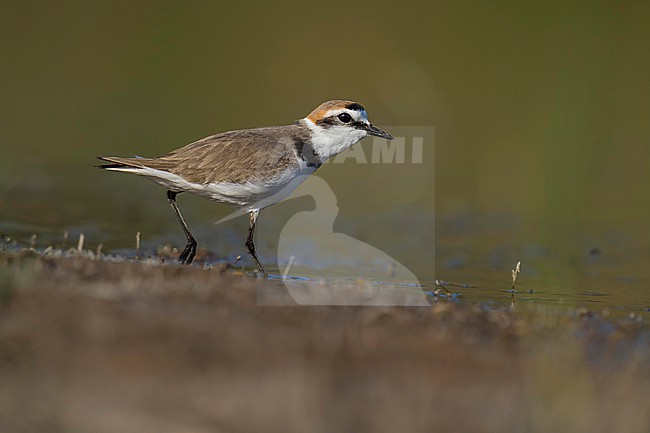 Kentish Plover (Charadrius alexandrinus) walking around at the lakeshore.. stock-image by Agami/Marcel Burkhardt,