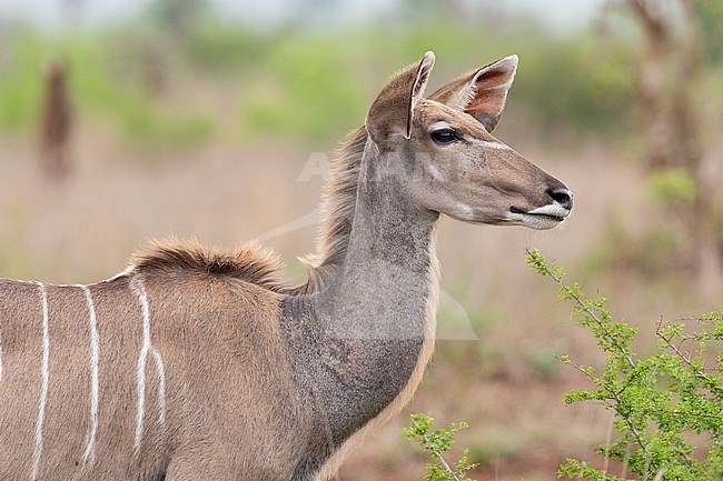 Greater Kudu (Tragelaphus strepsiceros), adult female close-up, Mpumalanga, South Africa stock-image by Agami/Saverio Gatto,