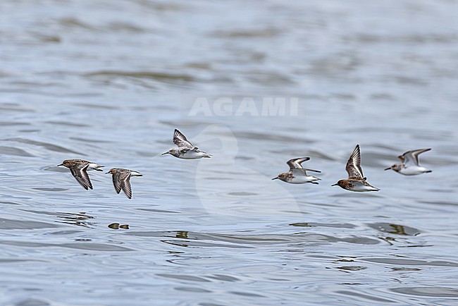 sanderling (calidris alba) with rufous-necked stint (calidris ruficollis, second from left) in breeding plumage in flight, found at Buir Nuur (Buir Lake) in Dornod Aimag in Mongolia stock-image by Agami/Mathias Putze,