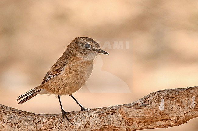The Canary Islands Stonechat lives only at two islands in the world: Fuerteventura and Lanzarote. The picture of this female is taken at Fuerteventura. stock-image by Agami/Eduard Sangster,