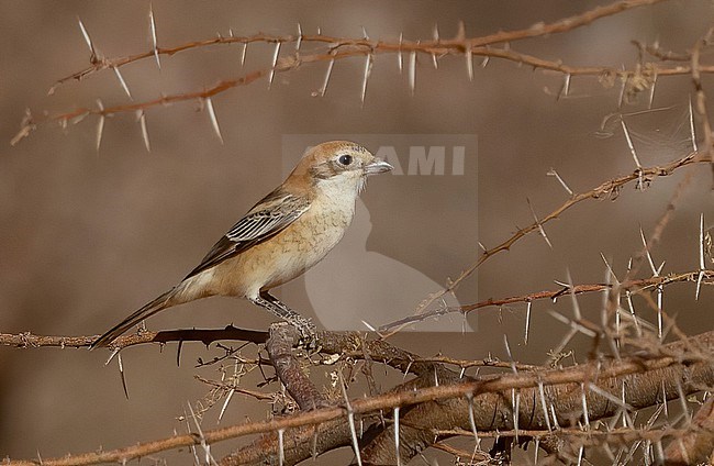 Woodchat Shrike (Lanius senator) in Senegal in February stock-image by Agami/Eduard Sangster,