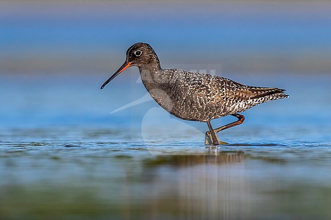 Adult summer Spotted Redshank (Tringa erythropus) foraging in a pond near Florence, Italy. stock-image by Agami/Vincent Legrand,