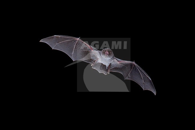 Schreibers vleermuis vliegend, Schreibers' bat flying, stock-image by Agami/Theo Douma,