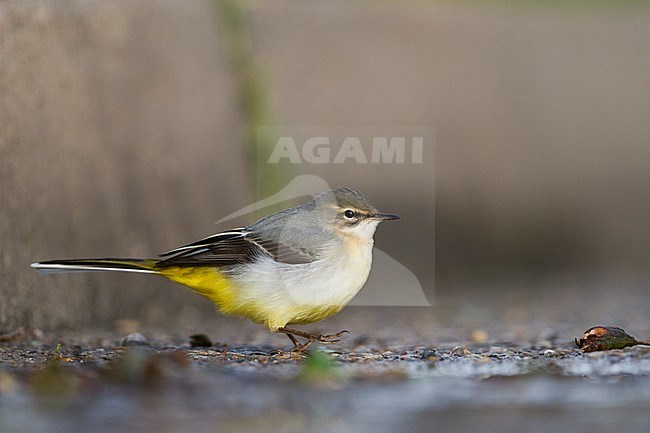 Grey Wagtail - Gebirgsstelze - Motacilla cinerea ssp. cinerea, Germany, 1st cy stock-image by Agami/Ralph Martin,
