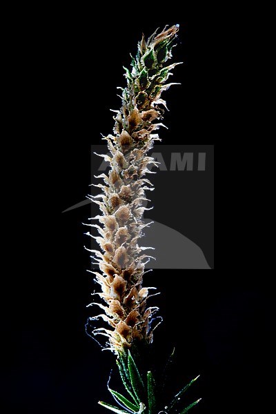 Interrupted Clubmoss, Spinulum an,notinum stock-image by Agami/Wil Leurs,