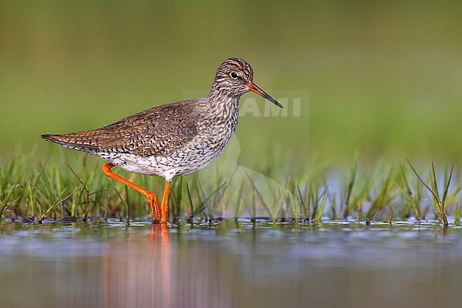 Common Redshank (Tringa totanus) in Italy. stock-image by Agami/Daniele Occhiato,