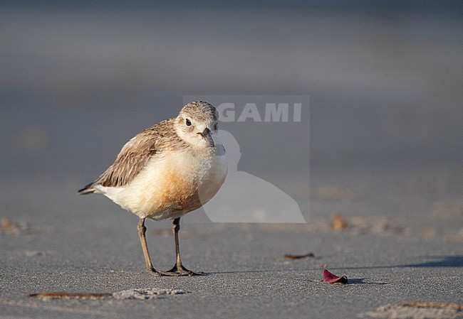 New Zealand Dotterel (Charadrius obscurus) at the coast of North Island, New Zealand. Adult standing on the beach. stock-image by Agami/Marc Guyt,