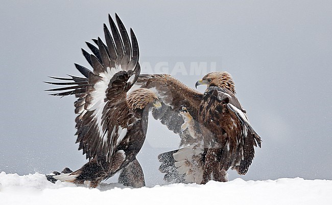 Two Golden Eagles (Aquila chrysaetos) fighting in Norway. A juvenile and an adult locked together. stock-image by Agami/Markus Varesvuo,