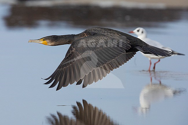 Continental Great Cormorant (Phalacrocorax carbo sinensis), side view of a juvenile in flight,  Campania, Italy stock-image by Agami/Saverio Gatto,