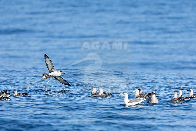 Great Shearwater (Ardenna gravis) off the Isles of Scilly, Corwall, England. stock-image by Agami/Marc Guyt,