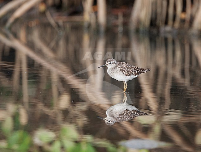 Wood sandpiper in mangroves stock-image by Agami/Roy de Haas,