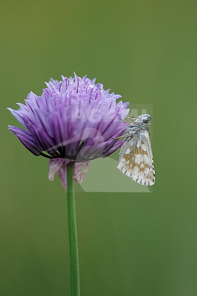 Grizzled Skipper (Pyrgus malvae) resting on small plant in Mercantour in France. stock-image by Agami/Iolente Navarro,