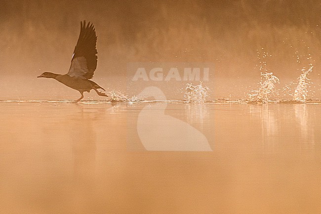  stock-image by Agami/Menno van Duijn,