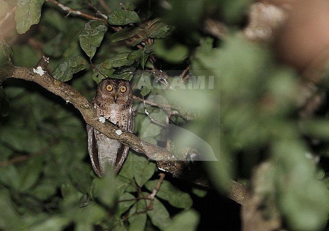Wallace's Scops Owl (Otus silvicola) in the Lesser Sundas, Indonesia. stock-image by Agami/James Eaton,