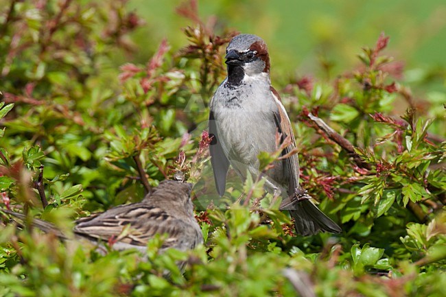 Baltsend mannetje Huismus in een heg; Male House Sparrow displaying in a hedge stock-image by Agami/Arnold Meijer,