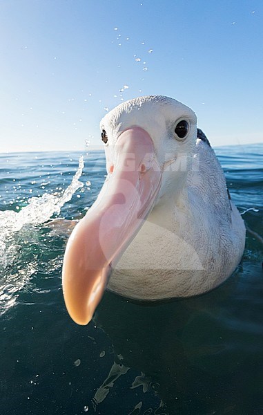 Gibson's Albatross (Diomedea gibbon) swimming at sea off Kaikoura, New Zealand. stock-image by Agami/Marc Guyt,