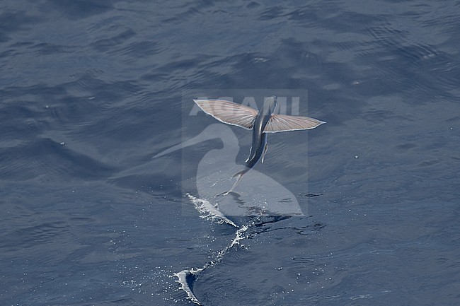 Flying fish species taking off from the ocean surface. stock-image by Agami/Laurens Steijn,