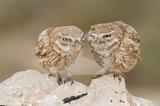 Little Owl - Steinkauz - Athene noctua saharae, Morocco, adult stock-image by Agami/Ralph Martin,