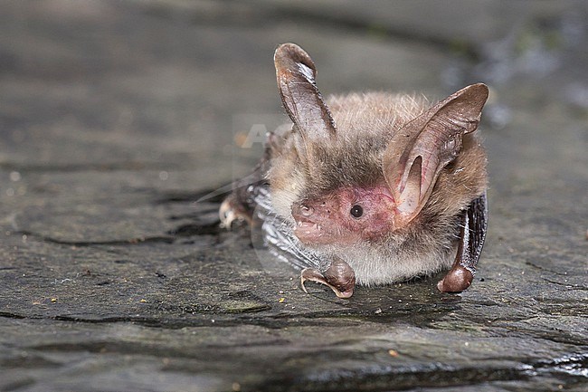 Bechstein's bat is sitting on al wall stock-image by Agami/Theo Douma,