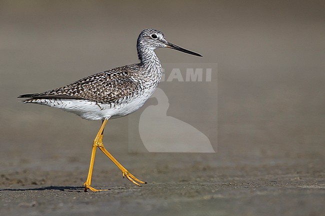 Adult breeding
Galveston Co., TX
April 2012 stock-image by Agami/Brian E Small,