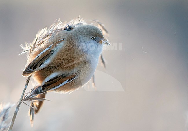 Bearded Reedling (Panurus biarmicus) during winter in reed bed near Espoo in souther Finland. stock-image by Agami/Markus Varesvuo,