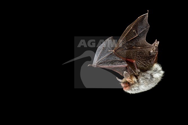Franjestaart in de vlucht; Natterer\'s Bat in flight stock-image by Agami/Theo Douma,