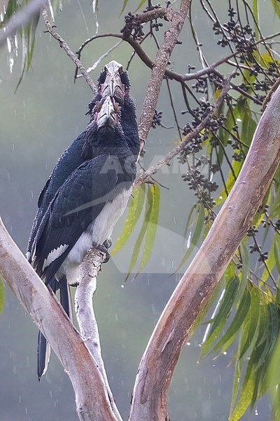 Trumpeter hornbill (Bycanistes bucinator) perched in a tree in Tanzania. stock-image by Agami/Dubi Shapiro,