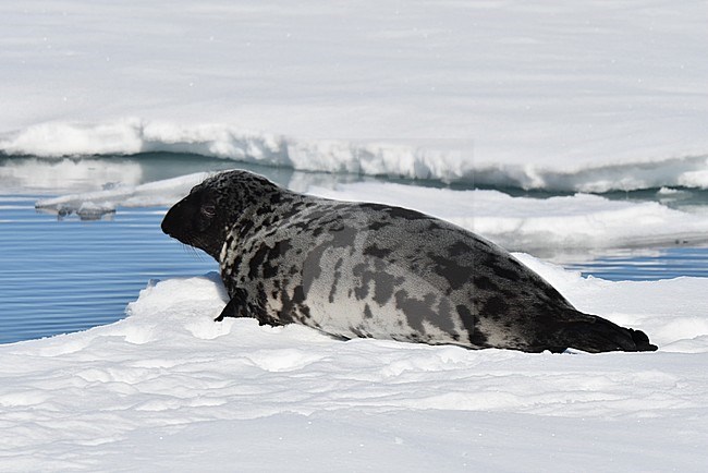 Hooded Seal (Cystophora cristata) Lying on drifting pack ice north of Jan Mayen in northern Atlantic ocean. stock-image by Agami/Laurens Steijn,