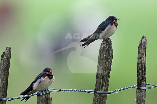manual updated stock-image by Agami/Wil Leurs,