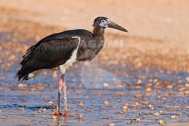Abdim's Stork, Standing in a pool, Salalah, Dhofar, Oman stock-image by Agami/Saverio Gatto,
