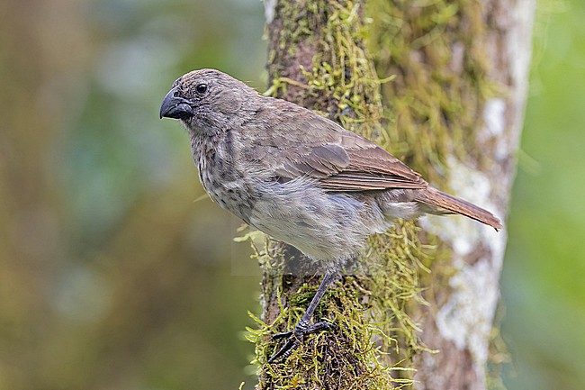 Vegetarian Finch (Platyspiza crassirostris) on the Galapagos Islands, part of the Republic of Ecuador. stock-image by Agami/Pete Morris,