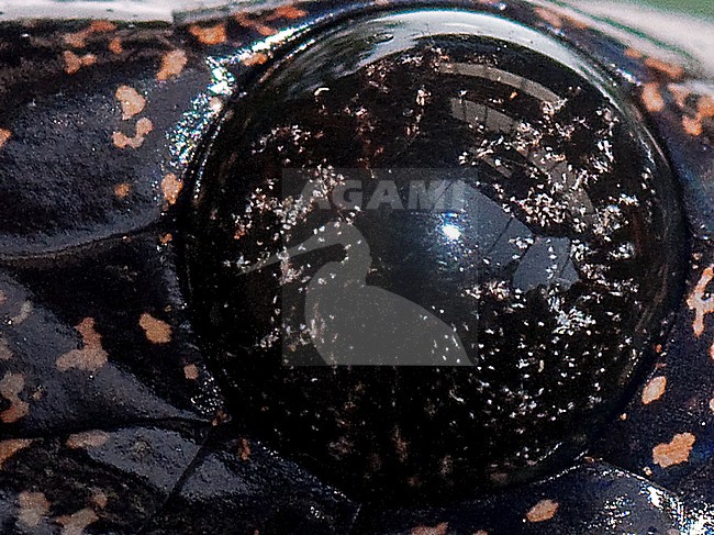 Clouded Snake, Sibon nebulata stock-image by Agami/Alex Vargas,