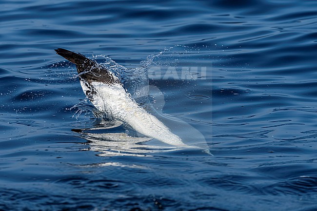 Northern Gannet (Morus bassanus) hunting for fish. stock-image by Agami/Marcel Burkhardt,