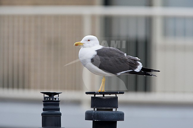 Kleine Mantelmeeuw in de stad; Lesser black-backed Gull in the city stock-image by Agami/Marc Guyt,