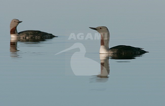 Zwemmende Roodkeelduikers ; Two swimming Red-throated Loon stock-image by Agami/Menno van Duijn,