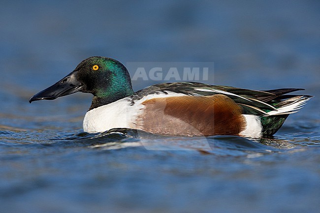 Northern Shoveler (Spatula clypeata), side view of an adult male in the water, Campania, Italy stock-image by Agami/Saverio Gatto,