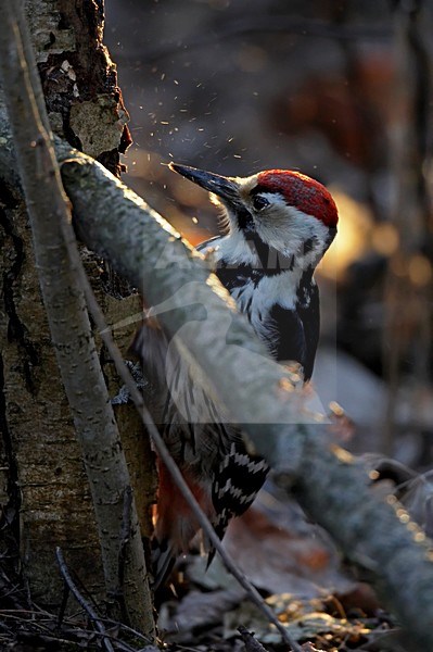 Witrugspecht; White-backed Woodpecker stock-image by Agami/Markus Varesvuo,