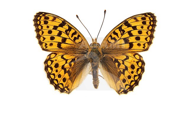 Niobe Fritillary, Duinparelmoervlinder, Fabriciana niobe stock-image by Agami/Wil Leurs,
