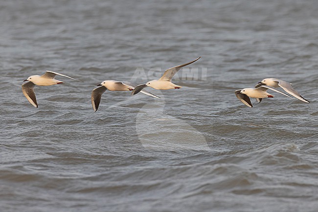 Flock of Slender-billed Gulls (Chroicocephalus genei) in adult summer plumage. stock-image by Agami/David Monticelli,