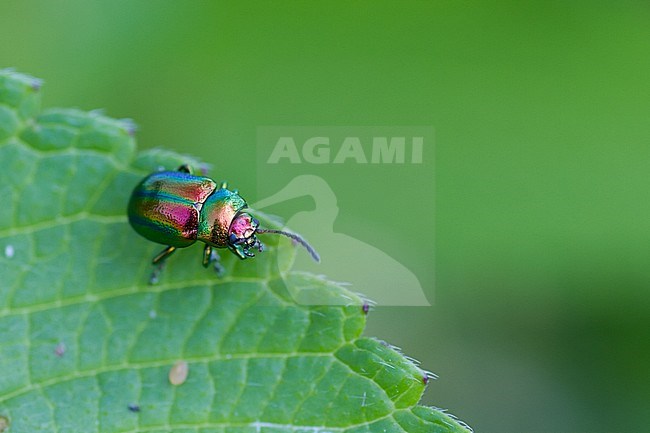 Chrysolina fastuosa - Dead-nettle leaf beetle - Prächtiger Blattkäfer, Germany (Baden-Württemberg), imago stock-image by Agami/Ralph Martin,
