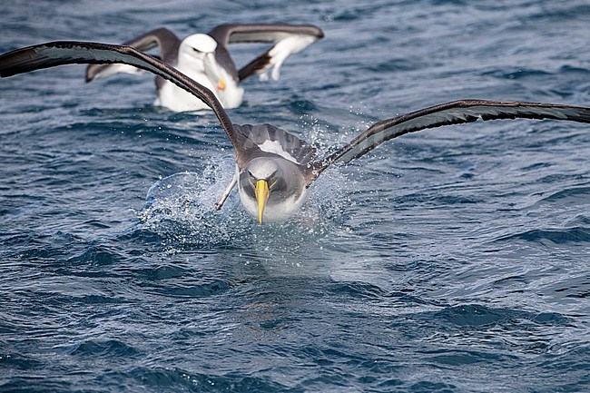 Chatham Albatross (Thalassarche eremita) at sea off the Chatham Islands in New Zealand with White-capped Albatross in the background. Adult crash landing on the ocean surface. stock-image by Agami/Marc Guyt,