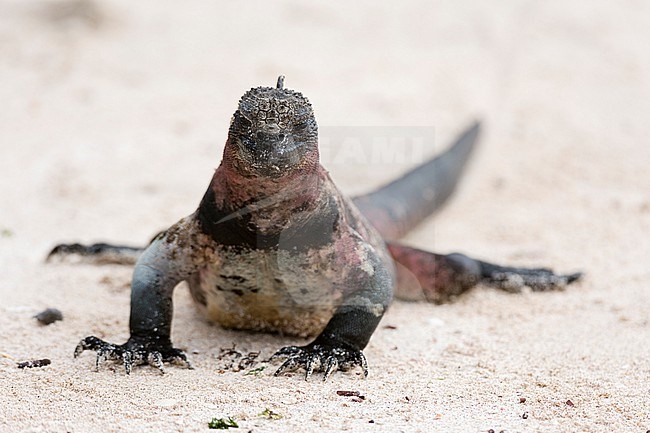 A marine iguana, Amblyrhynchus cristatus, on a sandy beach. Espanola Island, Galapagos, Ecuador stock-image by Agami/Sergio Pitamitz,