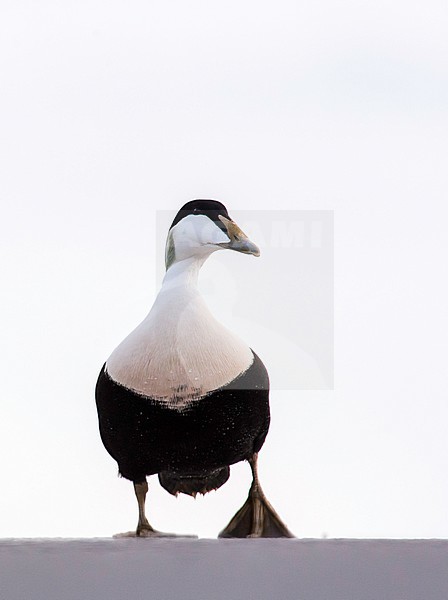 Mannetje Eider; Common Eider male stock-image by Agami/Jari Peltomäki,
