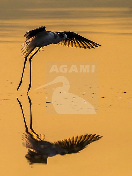Steltkluut; Black-winged Stilt stock-image by Agami/Daniele Occhiato,